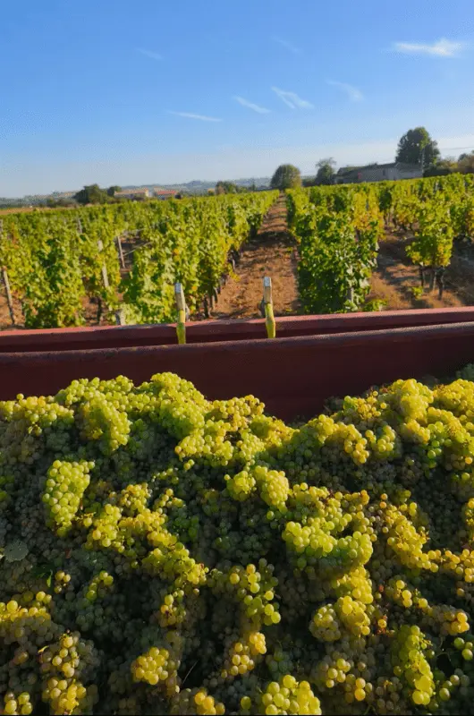 banc-vendange-chateau-cailleton-min