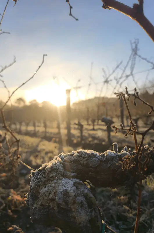 gel-vigne-chateau-cailleton-min