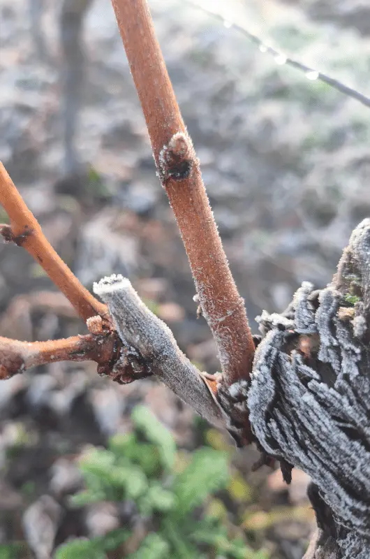 vigne-hiver-chateau-cailleton-min
