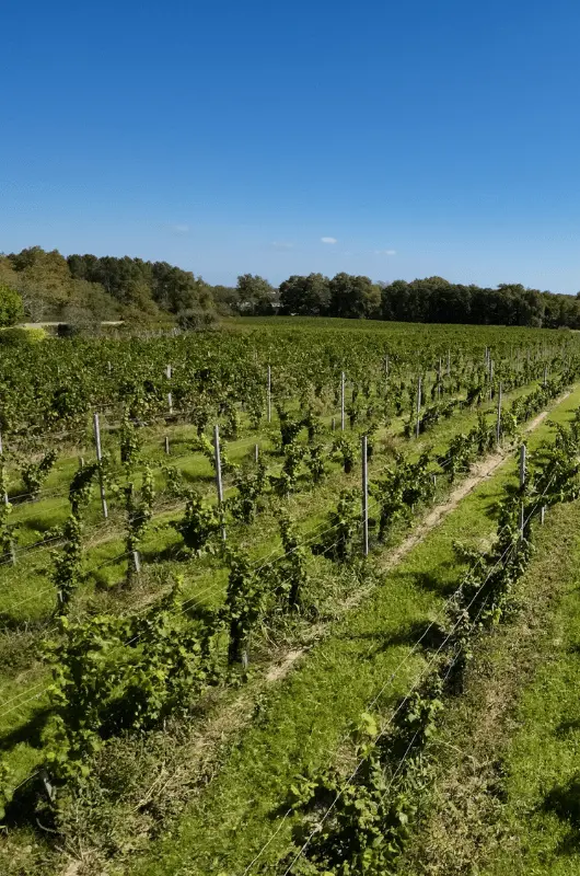 vignes-chateau-cailleton-min
